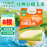 十月稻田 白糯玉米 4.16斤(260g*8根) 東北甜黏玉米棒 早餐苞米