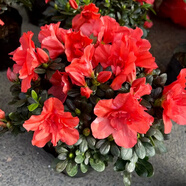 紫色杜鵑花盆栽花卉名貴福建基地雙色粉色帶花苞客廳陽臺綠植熱賣 稀少胭脂粉杜鵑花冠幅30-35公分 當年開花 不含盆