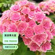 虹越（HONGYUE）大花繡球花盆栽苗 無盡夏花手鞠萬華錦繡球八仙花庭院陽臺花卉 【大花繡球】“夏洛特公主”1加侖