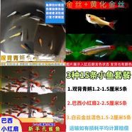 采緹（CAITI）觀背青鳉觀賞魚魔法魚冷水魚小型錦鯉金魚淡水魚不打氧好養(yǎng)活體 觀背+白云金絲+小紅扇孔雀共15條 送飼料浮萍