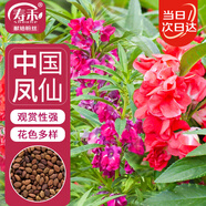 壽禾 鳳仙花種子苗染指甲花四季盆栽種植花卉種籽 中國鳳仙花種子100g