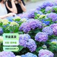 虹越（HONGYUE）大花繡球花盆栽苗 無(wú)盡夏花手鞠萬(wàn)華錦繡球八仙花庭院陽(yáng)臺花卉 【變色大花繡球】“無(wú)盡夏”1加侖