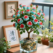 七彩玫瑰花一樹(shù)多色盆栽老樁四季開(kāi)花室內好養耐寒熱適合陽(yáng)臺庭院 【冰美人玫瑰】水培水土/9年老樁【2顆】開(kāi)爆滿(mǎn)+肥