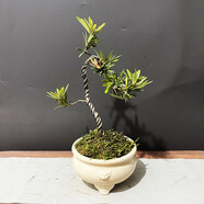 詩(shī)甲雀舌羅漢松真柏老樁盆景四季常青好養(yǎng)植物送禮盆景耐寒室內(nèi)外盆栽 紅芽太子妃文人樁/一物一拍