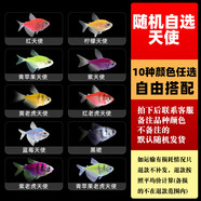 天使魚觀賞魚耐活小型熱帶魚淡水魚彩色斑馬燈科魚群游魚活體魚苗 2.5-3CM自選天使套餐52+6條 共58