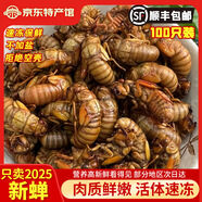 匯爾康2025新鮮知了猴金蟬爬叉100只生鮮知了龜唐僧肉速凍 中號(hào)知了猴100只