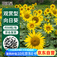 花沃里觀(guān)賞向日葵花種子50粒/包 花卉種子家庭盆栽土陽(yáng)臺辦公庭院種草籽