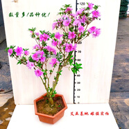 岸牡丹杜鵑花日本皋月名貴品種室內(nèi)盆栽花卉綠植耐寒耐熱好養(yǎng)精選 岸牡丹嫁接造型樁整盆高約100公分 不含盆