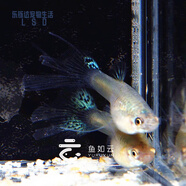 精品大背蘭草尾硬骨藍草尾純種孔雀魚(yú)細噴觀(guān)賞魚(yú)小魚(yú)活體熱帶魚(yú) 蘭草燕尾1對（單公燕尾母）