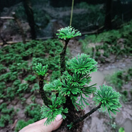 七流婉野生卷柏九死還魂草假山種植吸水石綠色植物辦公花卉微型盆 一棵6開(kāi)叉帶土球
