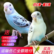 萬寵匯 鳥活體虎皮鸚鵡籠養(yǎng)牡丹玄風(fēng)活鳥學(xué)說話手養(yǎng)小太陽鸚鵡和尚鸚鵡 白色云班+藍(lán)色云班