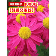 臨雅野花組合花種子花種籽子大全四季播種開(kāi)花室外格?；ǚN太陽(yáng)花種孑 除蟲(chóng)菊種子50g/可播10平方[好看