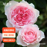 虹越（HONGYUE）月季花苗盆栽苗 龍沙寶石藍色陰雨花園陽(yáng)臺居家裝飾精品花卉TX 【灌木月季】莫妮卡戴維（1加侖盆栽苗）