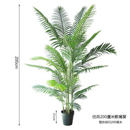 三棲虎大型彷真綠色植物旅人蕉芭蕉樹龜背芋落地室內(nèi)櫥窗植物角設(shè) 200厘米彷真散尾葵