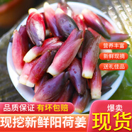 2025新鮮陽荷姜 現(xiàn)貨 洋河姜蓮花姜陽霍姜洋火姜茗荷火姜筍 500g