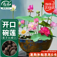 壽禾 碗蓮種子苗荷花水培無(wú)土栽培花種籽 濰育壽藝開(kāi)口碗蓮種子30粒*2