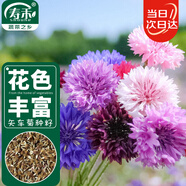 壽禾 矢車菊花種子苗四季種植花卉種籽 濰育壽藝矢車菊種子5000粒