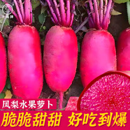 大禹正宗天津沙窩蘿卜種子大全農(nóng)科院四季水果冰糖心青羅卜籽夏天秋季 鳳梨水果蘿卜種子100粒3袋
