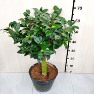 綠可娜山茶花樹(shù)苗名貴室內(nèi)品種花卉陽(yáng)臺(tái)綠植福建龍巖基地特惠精選 嫁接桿粗5.5公分整盆高65公分  帶花苞 不含盆
