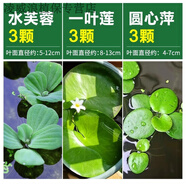 浮萍水草水芙蓉一葉蓮水葫蘆植物魚(yú)缸造景冒泡水培睡蓮凈水真水草 浮萍造景套餐七(多樣化告別單調(diào))