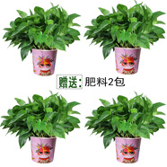 小冤家綠蘿盆栽室內花卉綠植綠籮水養(yǎng)花卉盆景桌面辦公客廳水培大葉綠色 180#高端粉貓吸水盆四盆+肥料2包