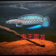 進(jìn)口野阿薩姆藍帆奶茶雷龍魚(yú)巧克力七彩火背黃金眼鏡雷龍魚(yú)觀(guān)賞魚(yú) 鬼王雷龍6-7厘米