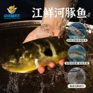 中洋魚(yú)天下 (ZHONGYANG GLOBAL FISH) 河豚魚(yú)150g 全程可追溯 30年養(yǎng)殖技術(shù) 生鮮 海鮮水產(chǎn)