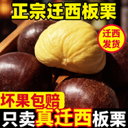 栗小胖24年新貨遷西板栗生新鮮栗子生鮮遷西生栗子大油栗小毛唐山板粟 遷西3斤大粒(一元硬幣大小)