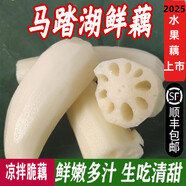 果益壽馬踏湖蓮藕白蓮藕鮮藕脆藕涼拌藕生吃藕尖蓮菜水果藕嫩藕新鮮現(xiàn)挖 1500g