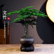 開時果 文竹盆栽桌面擺件盆景 辦公室植物竹子水培綠植盆景源頭直發(fā)包郵 舍得紫砂盆+黑石+底座