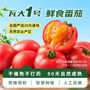 京鮮生&瓦大1號 鮮食番茄禮盒 凈4.5斤單60g+孕婦寶寶健康綠色 源頭直發(fā)