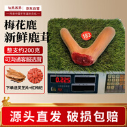 仙草至尊 梅花鹿鮮鹿茸整枝200克 新鮮帶血頭茬二杠鹿角泡酒源頭直發(fā)包郵