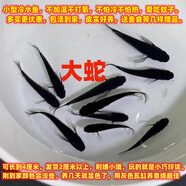 觀背青鱂魚送飼料5條6.8元 不加溫小型觀賞魚 小錦鯉冷水魚青鱂魚 6條大蛇2-3厘米可繁殖+送2物