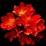 [當年開花】君子蘭花苗裸根發(fā)貨室內外四季常青植物盆栽君子蘭苗 新品君子蘭【玫紅】 2-4片葉葉子裸根發(fā)貨