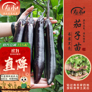 壽禾 蔬菜苗活苗帶土發(fā)貨大全菜苗種苗秋冬各種秧苗山東壽光苗子陽臺(tái) 黑豹長茄子苗 6棵