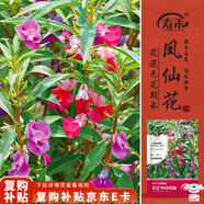 壽禾 鳳仙花種子苗指甲花四季種植花卉種籽 中國(guó)鳳仙種子(混色)1000粒