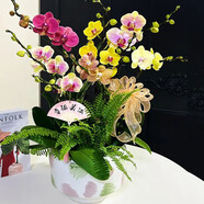 芙洛拉花園【兩小時達】彩色蝴蝶蘭花苞花劍花盆真花盆栽開業(yè)喬遷中秋節(jié)禮物 八方來財-8株（瓷盆隨機）