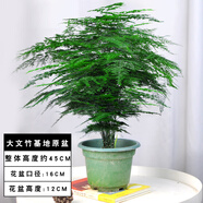 花竹戀大文竹盆栽盆景辦公室內(nèi)綠色植物客廳花卉四季常青綠植陽臺盆景 大文竹老樁原盆