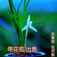 帶花苞正宗蘭花大全【金?！克募鹃_(kāi)花濃香型室內好養高檔花卉大全 白心 2苗【苗太單調】沒(méi)花苞