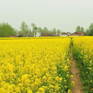 播種心情 家庭種植蔬菜種子孑籽大全四季播種陽(yáng)臺盆栽農家庭院小菜園有機 【雜交油菜】油菜花種子500粒
