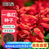 花沃里一串紅花種子約200粒 花卉種子四季草種家庭盆栽土陽臺(tái)庭院草籽