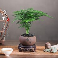 開時果 文竹盆栽桌面擺件盆景 辦公室植物竹子水培綠植盆景源頭直發(fā)包郵 【熱銷款】舍得紫砂盆+黑石+底座