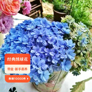 虹越（HONGYUE）大花繡球花盆栽苗 無盡夏花手鞠萬華錦繡球八仙花庭院陽臺花卉 【大花繡球】“佳澄”1加侖