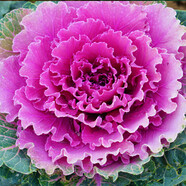 日本羽衣甘藍種孑可食用觀(guān)賞葉牡丹四季蔬菜種子陽(yáng)臺庭院盆栽 羽衣甘藍鴿圓葉/紫色2000粒送