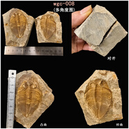 王冠三葉蟲魚樹古生物化石原石天然考古標(biāo)本客廳桌面創(chuàng)意擺件飾品 wgc-008（L2）