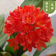 [當年開花】君子蘭花苗裸根發(fā)貨室內外四季常青植物盆栽君子蘭苗 新品君子蘭【元帥】 5-8片葉子+盆+土【小苗】