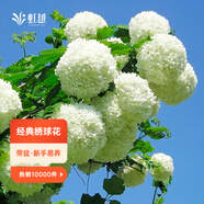 虹越（HONGYUE）大花繡球花盆栽苗 無(wú)盡夏花手鞠萬(wàn)華錦繡球八仙花庭院陽(yáng)臺花卉 【歐洲木繡球】“玫瑰”1加侖（3分枝及以上）