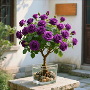 七彩玫瑰花一樹(shù)多色盆栽老樁四季開(kāi)花室內好養耐寒熱適合陽(yáng)臺庭院 【紫色玫瑰】水培水土/9年老樁【2顆】開(kāi)爆滿(mǎn)+肥料