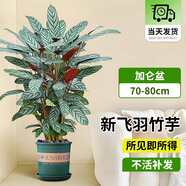 網(wǎng)紅新飛羽竹芋小盆栽客廳耐陰觀(guān)葉植物辦公室內海芋桌面綠植好養 新飛羽高80-100cm【加侖盆