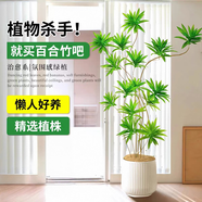 嘆為觀(guān)止大型植物發(fā)財樹(shù)各種大顆盆栽開(kāi)業(yè)喬遷客廳辦公室內好養大型花卉 百合竹【1.3-1.5米】 含盆